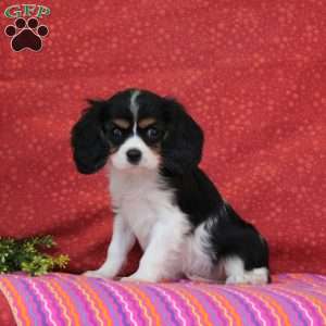 Raspberry, Cavalier King Charles Spaniel Puppy